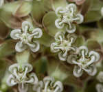 Whorled milkweed